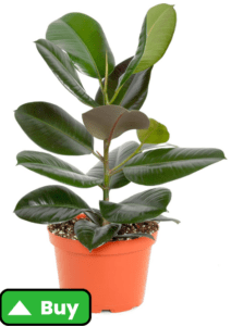 Shop Succulents Ficus Burgundy Rubber Tree, Live Indoor Floor Plant